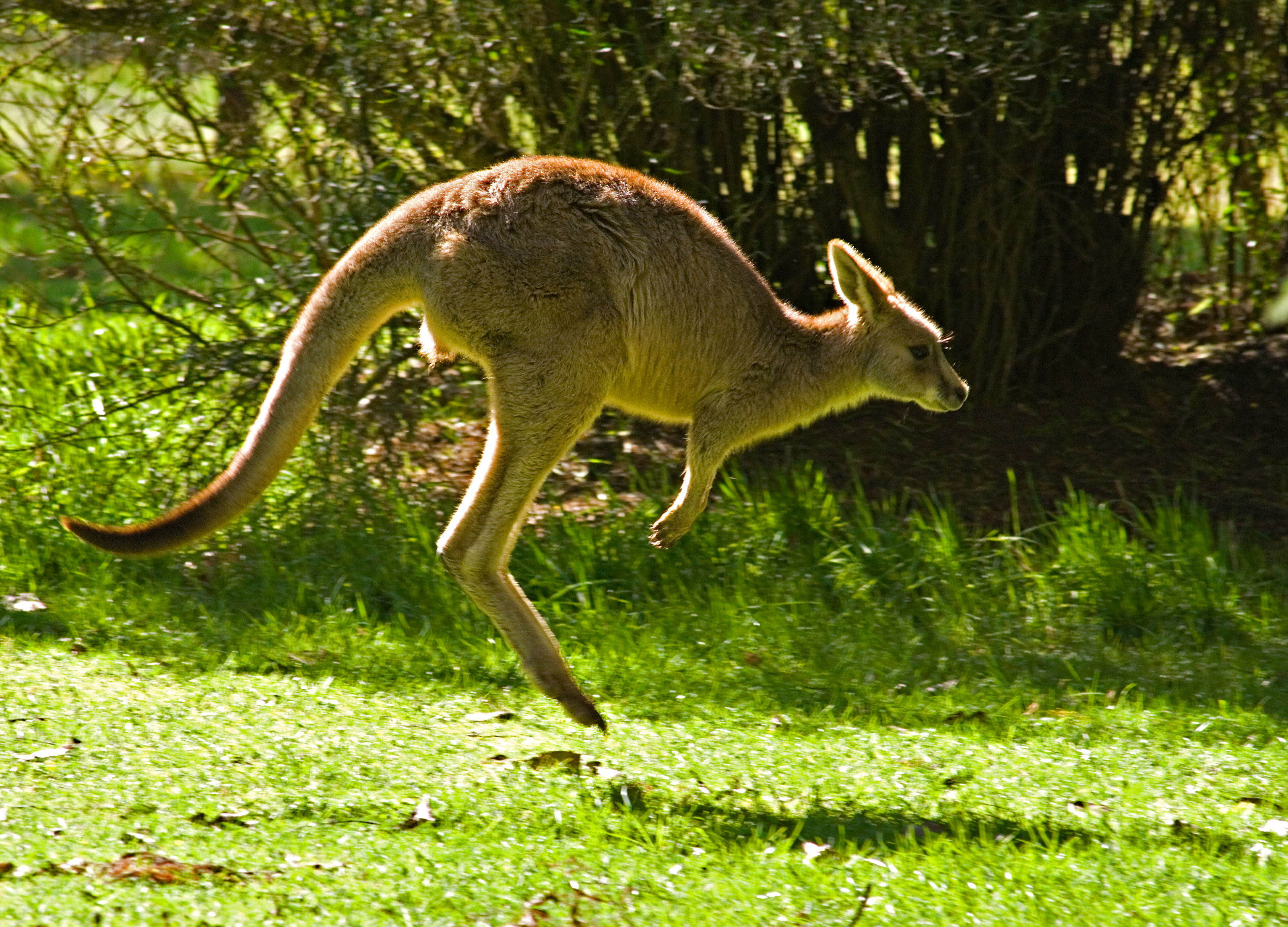 jumping roo