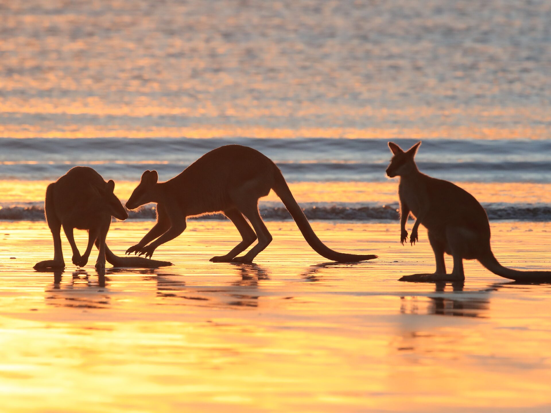 Drei Kängurus bei Sonnenaufgang am Strand von Cape Hillsborough National Park Queensland – magisches Wildlife-Spektakel Australien.