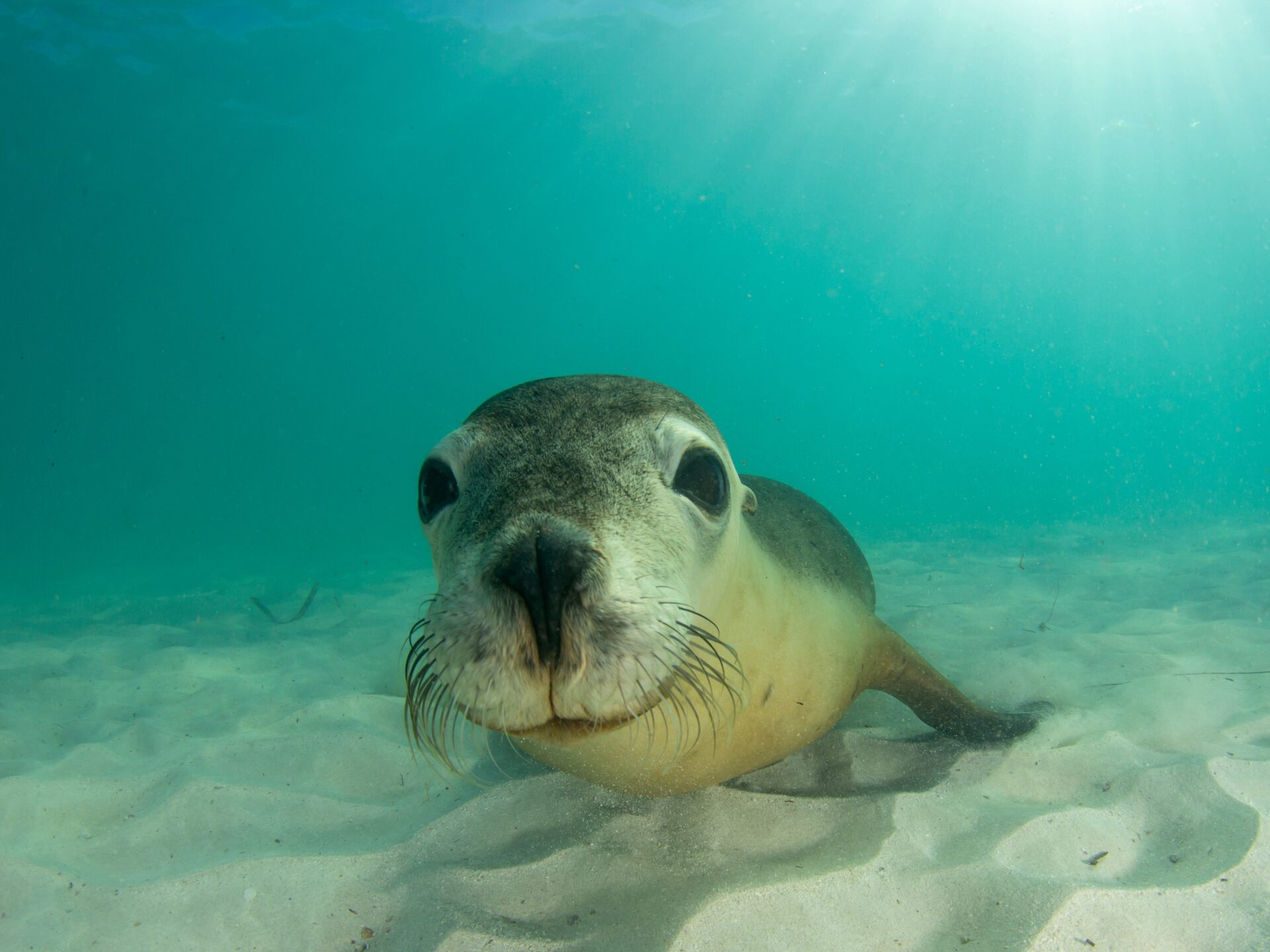 Schnorcheln oder Schwimmen mit neugierigen Seelöwen in klarem blauem Wasser – Wildlife-Snorkeling Erlebnis Australien.
