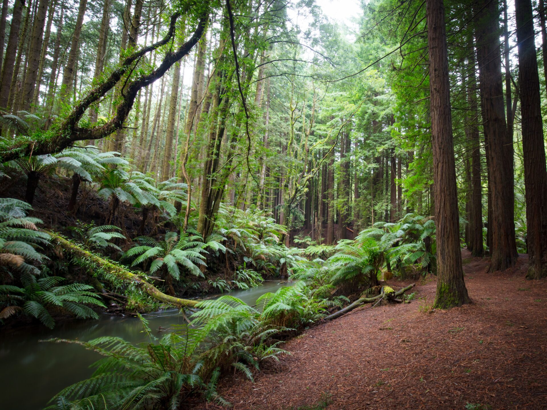 Dichter kühl-gemäßigter Regenwald im Great Otway National Park mit hohen Eukalyptus-Bäumen, Farnen, moosbedeckten Stämmen und rotem Erdboden – entlang der Great Ocean Road in Victoria Australien. 