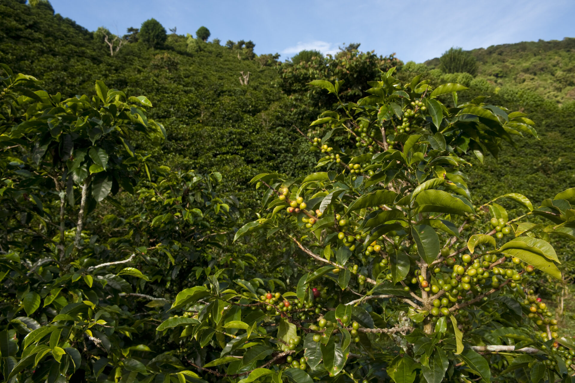 Kaffeeplantage