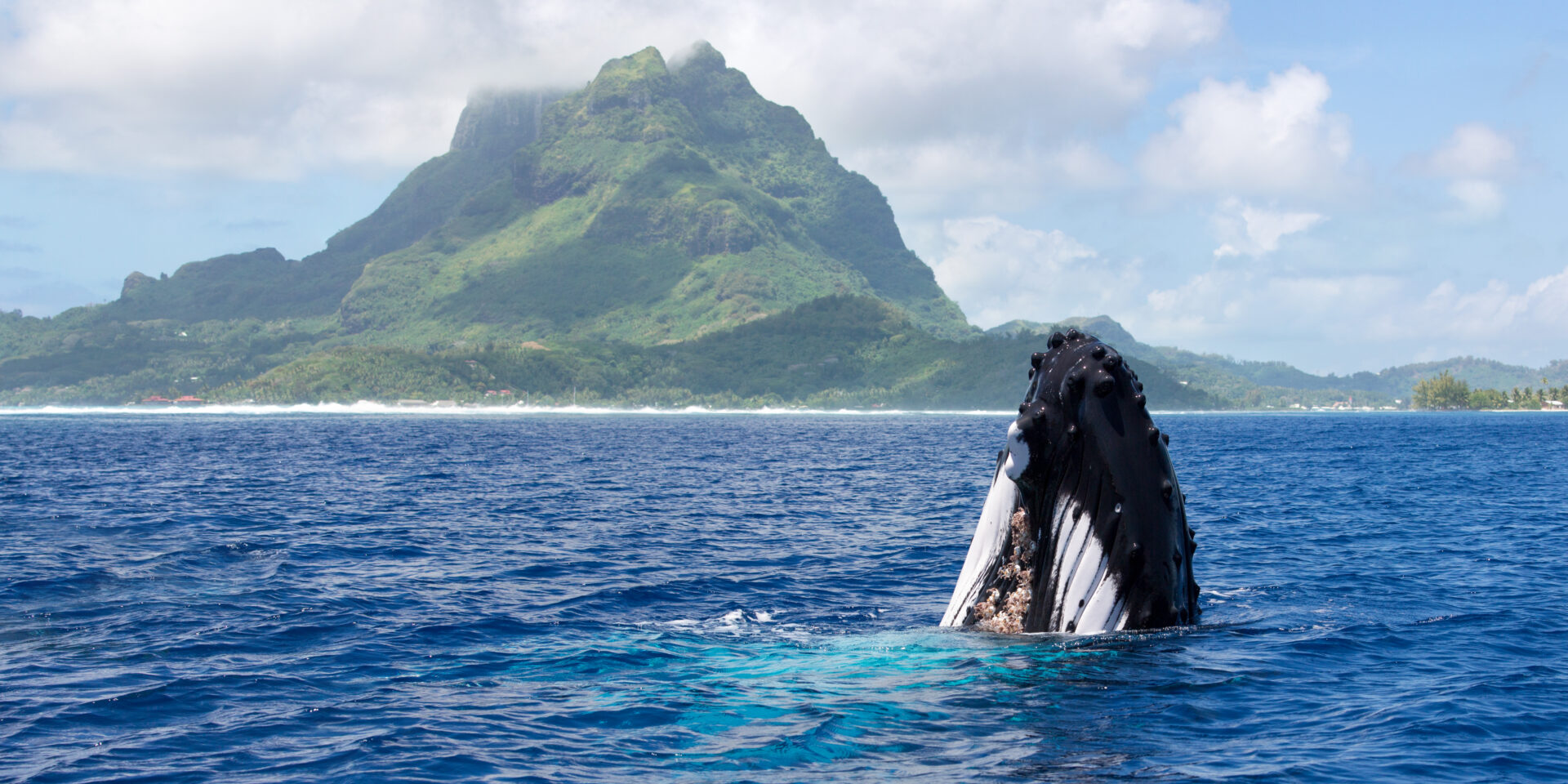 Bora Bora - Whale Watching