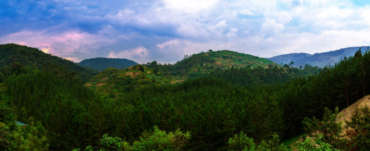 Bwindi Impenetrable Forest