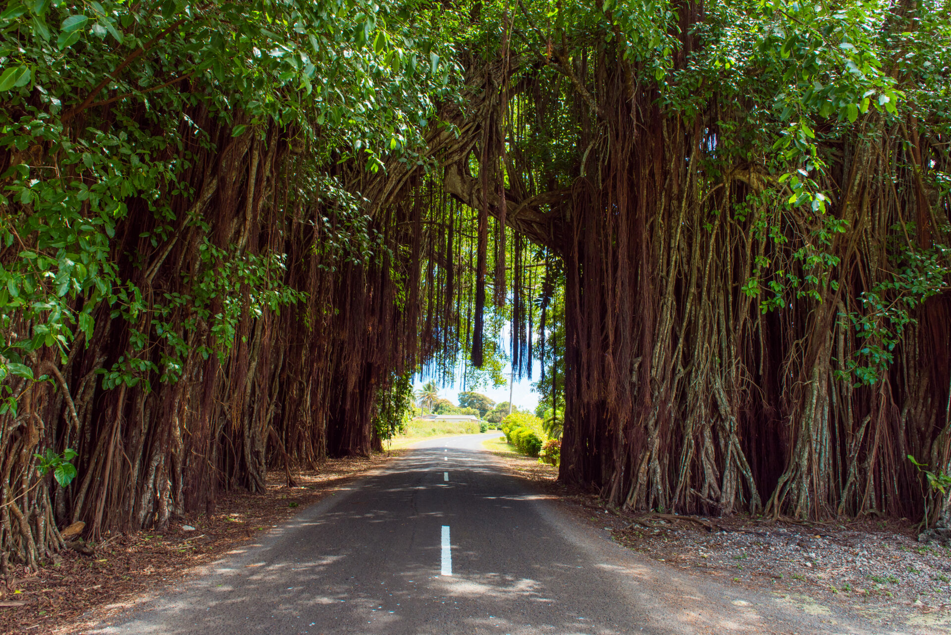 Aitutaki - Straße durch Bäume