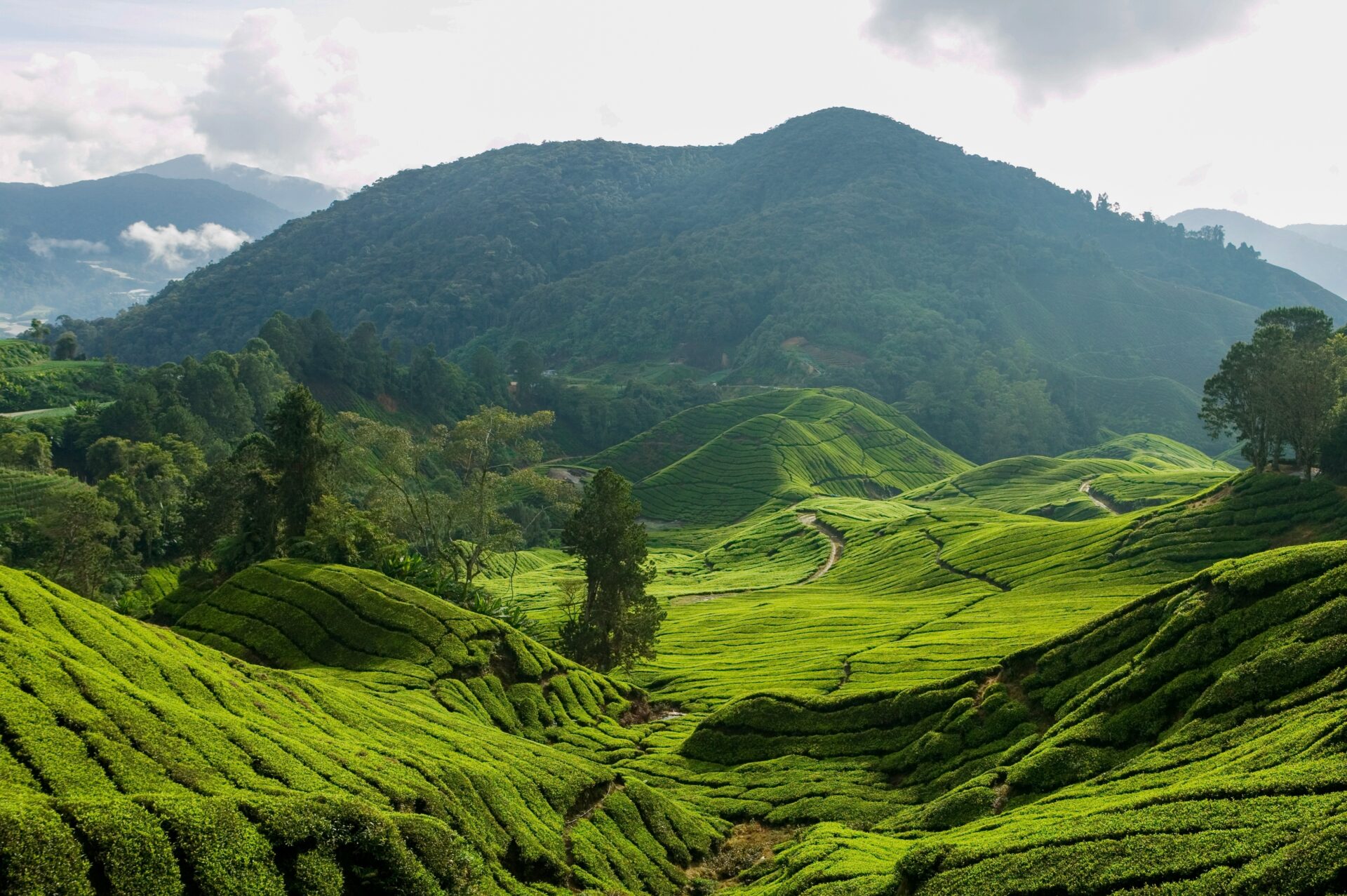 Cameron Highlands