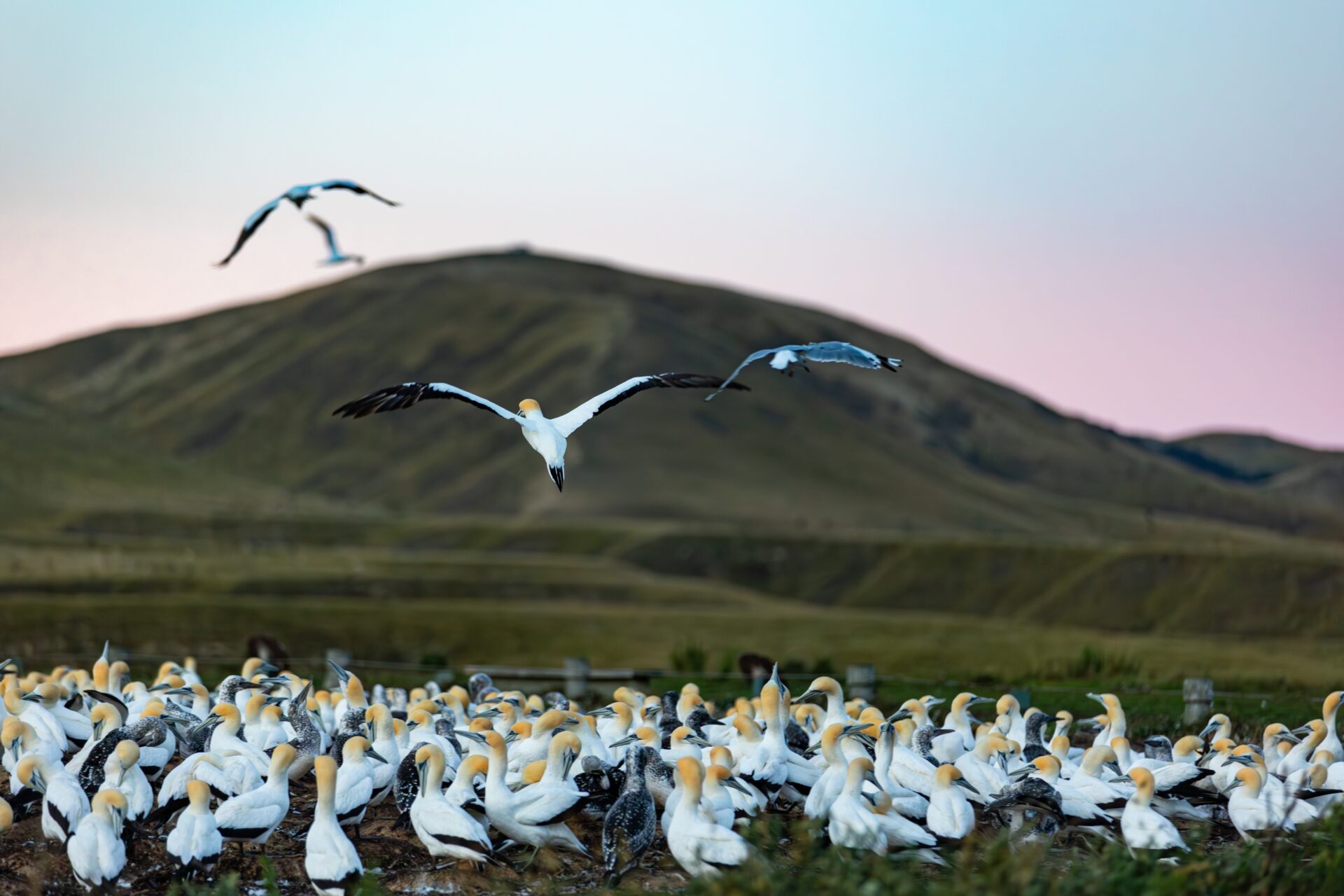 Cape Kidnappers