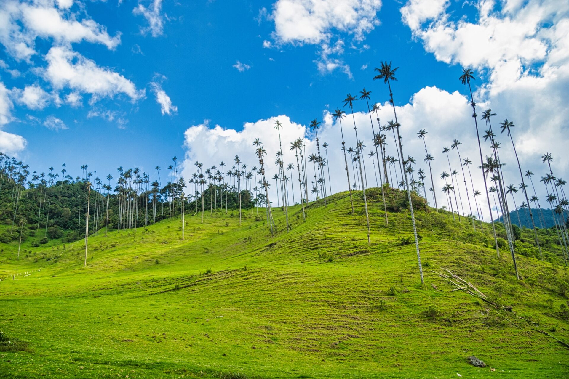 Wachspalmen im Cocora- Tal
