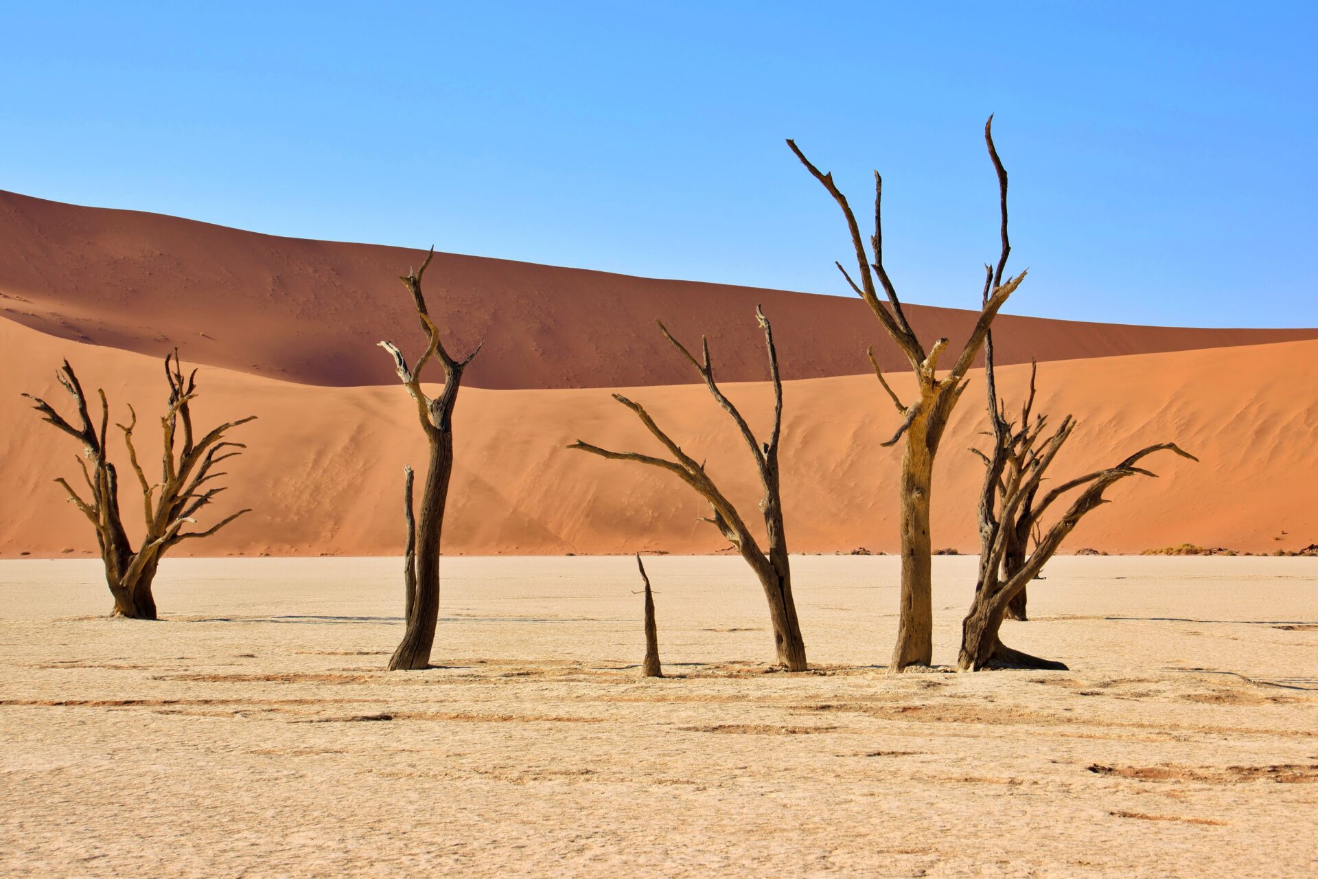 Dead Vlei