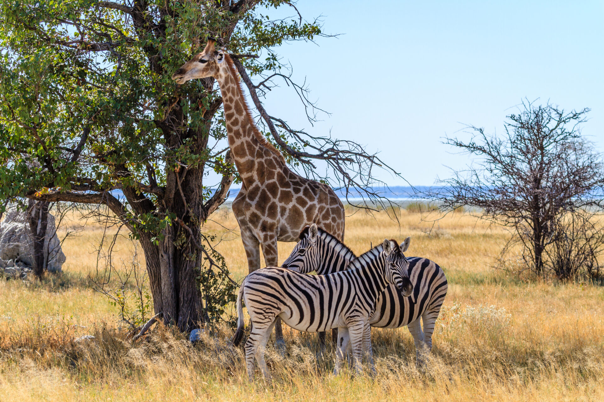 Giraffen und Zebras im Etosha Nationalpark