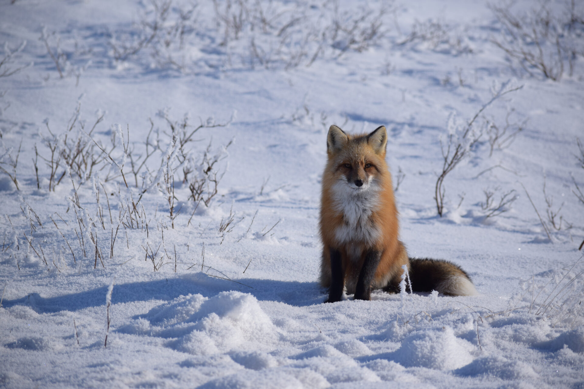 Fuchs