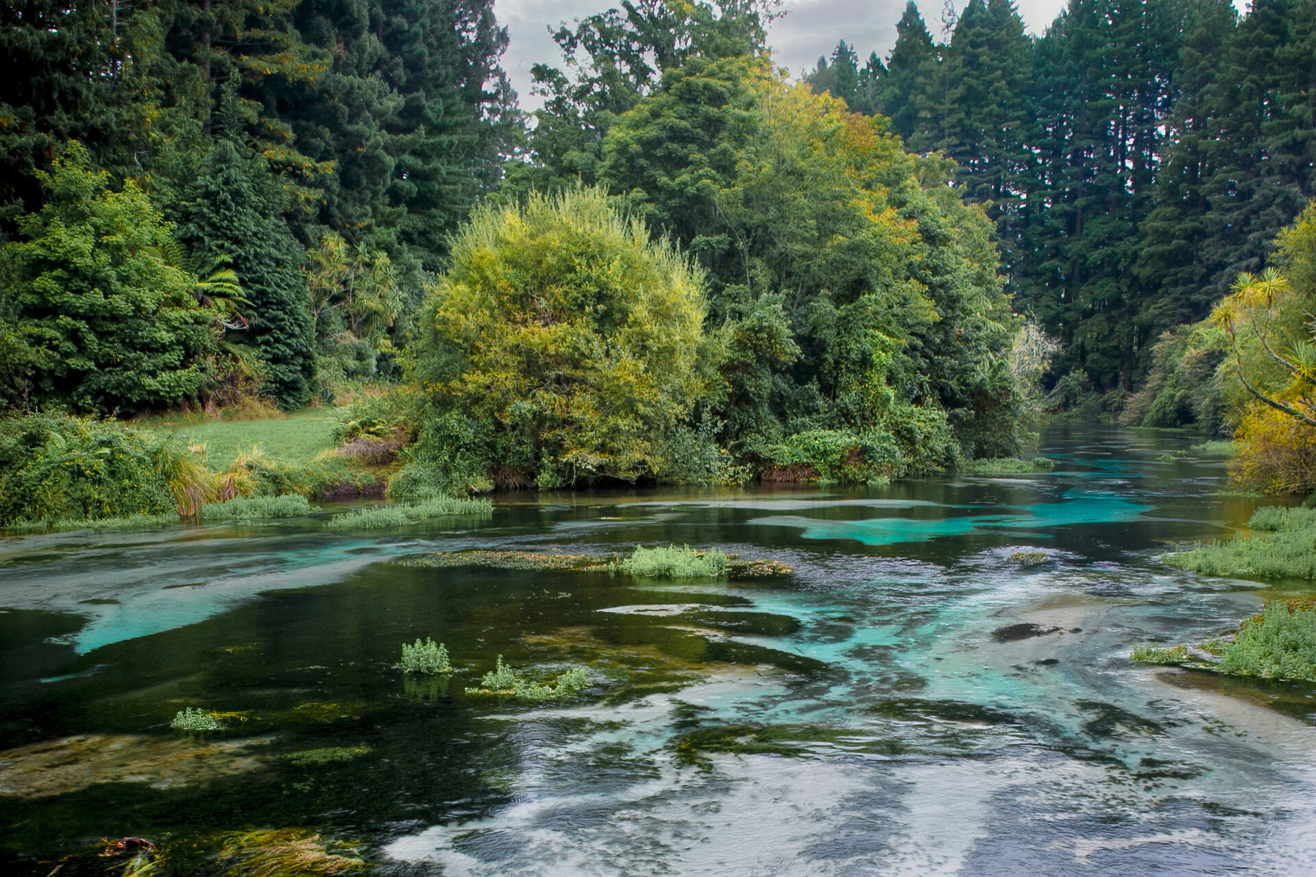 Hamurana Springs