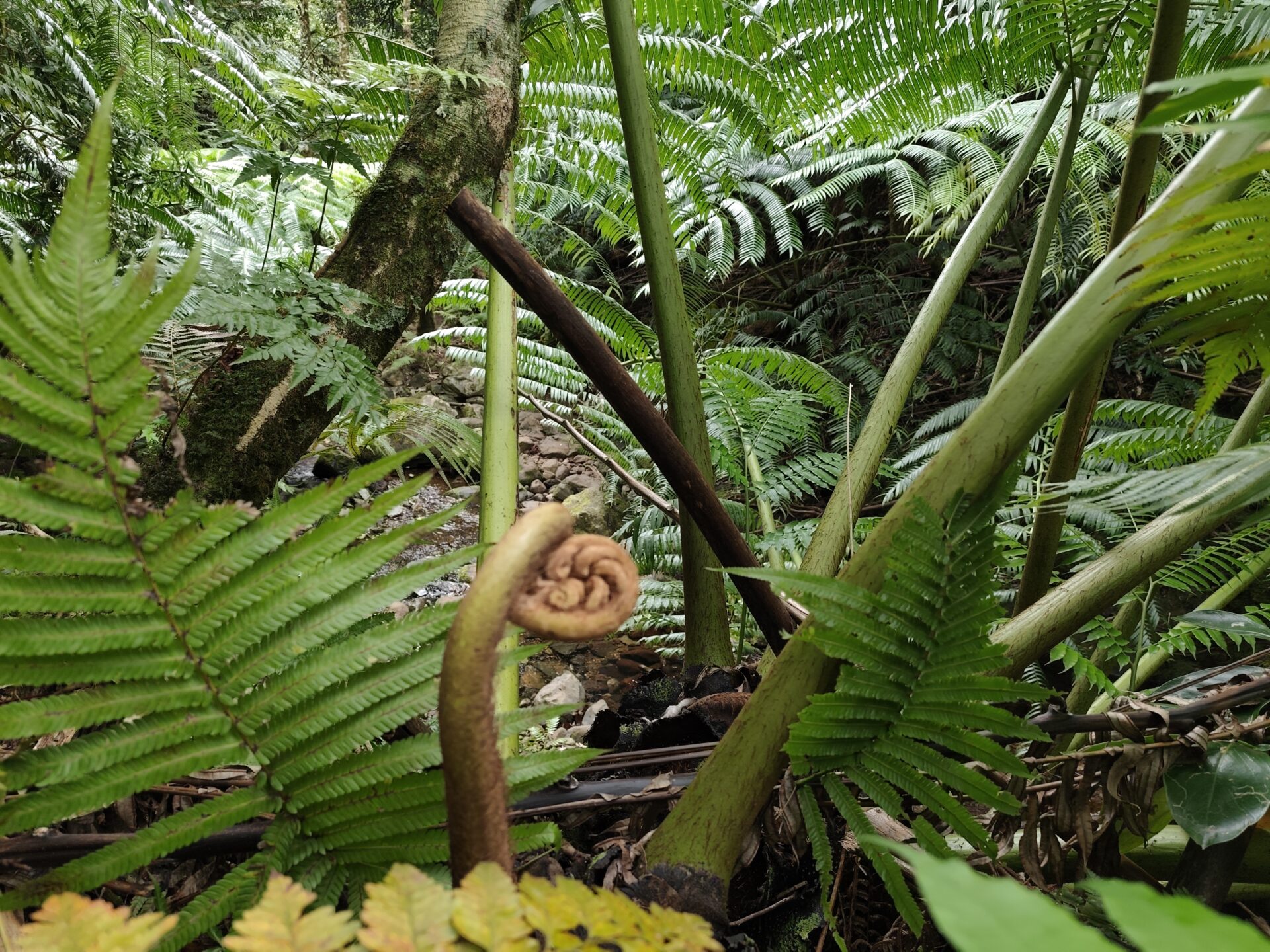Dichter Regenwald auf dem Cross-Island-Track auf Rarotonga mit großen Farnen, verwachsenen Ästen und einer leuchtend orange eingerollten Farnspirale im Vordergrund.