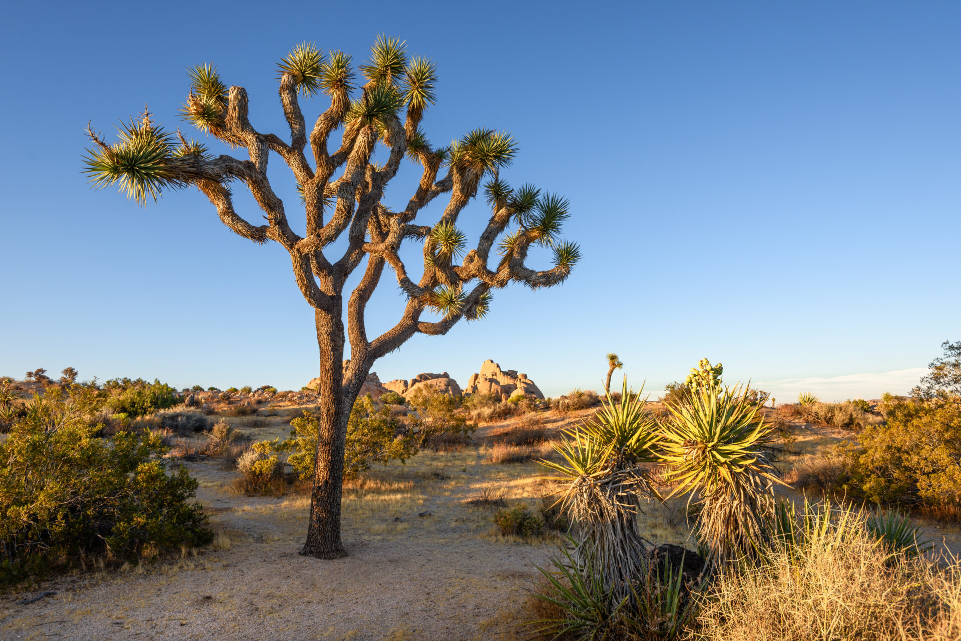 Joshua Tree Nationalpark