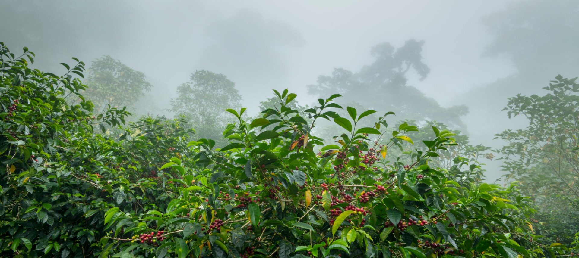 Panama „Quer durchs grüne Herz Mittelamerikas“ 2025/2026