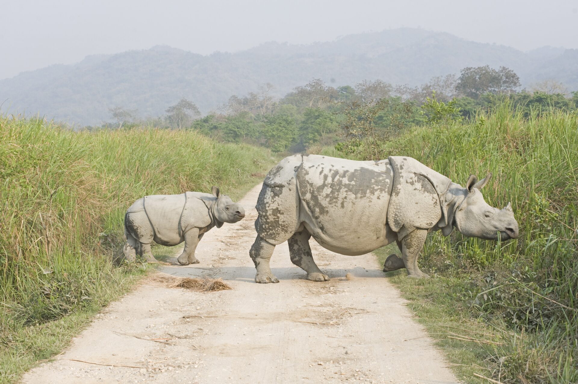 Nashörner im Kaziranga-Nationalpark