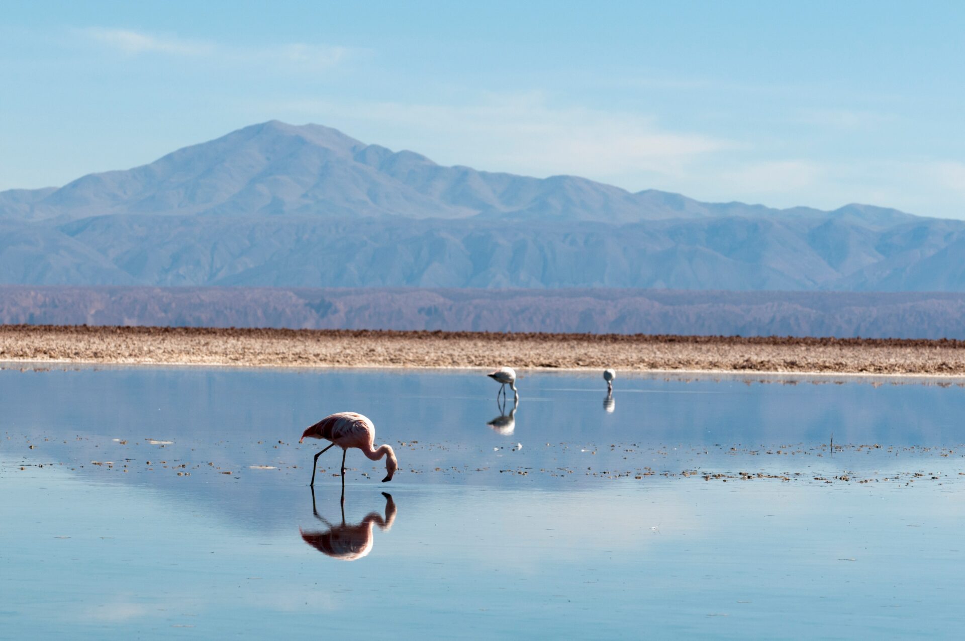 Flamingos in der Laguna Chaxa im Norden Chiles