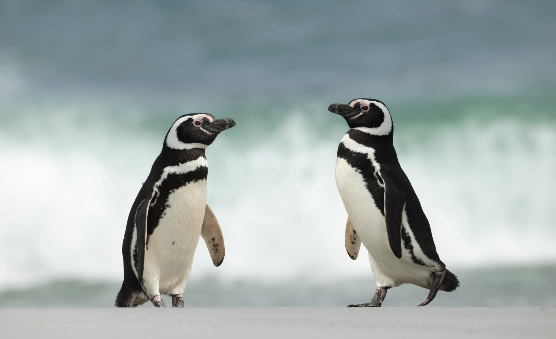 Magellanpinguinen in Patagonien