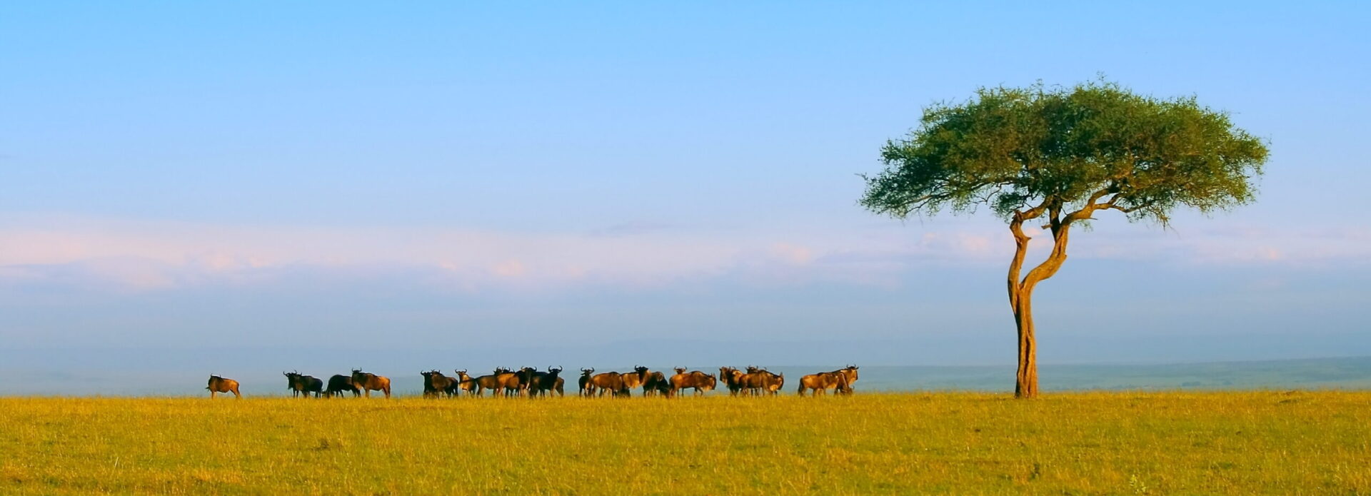 Kenia „Wunder der Wildnis“ Termine 2026