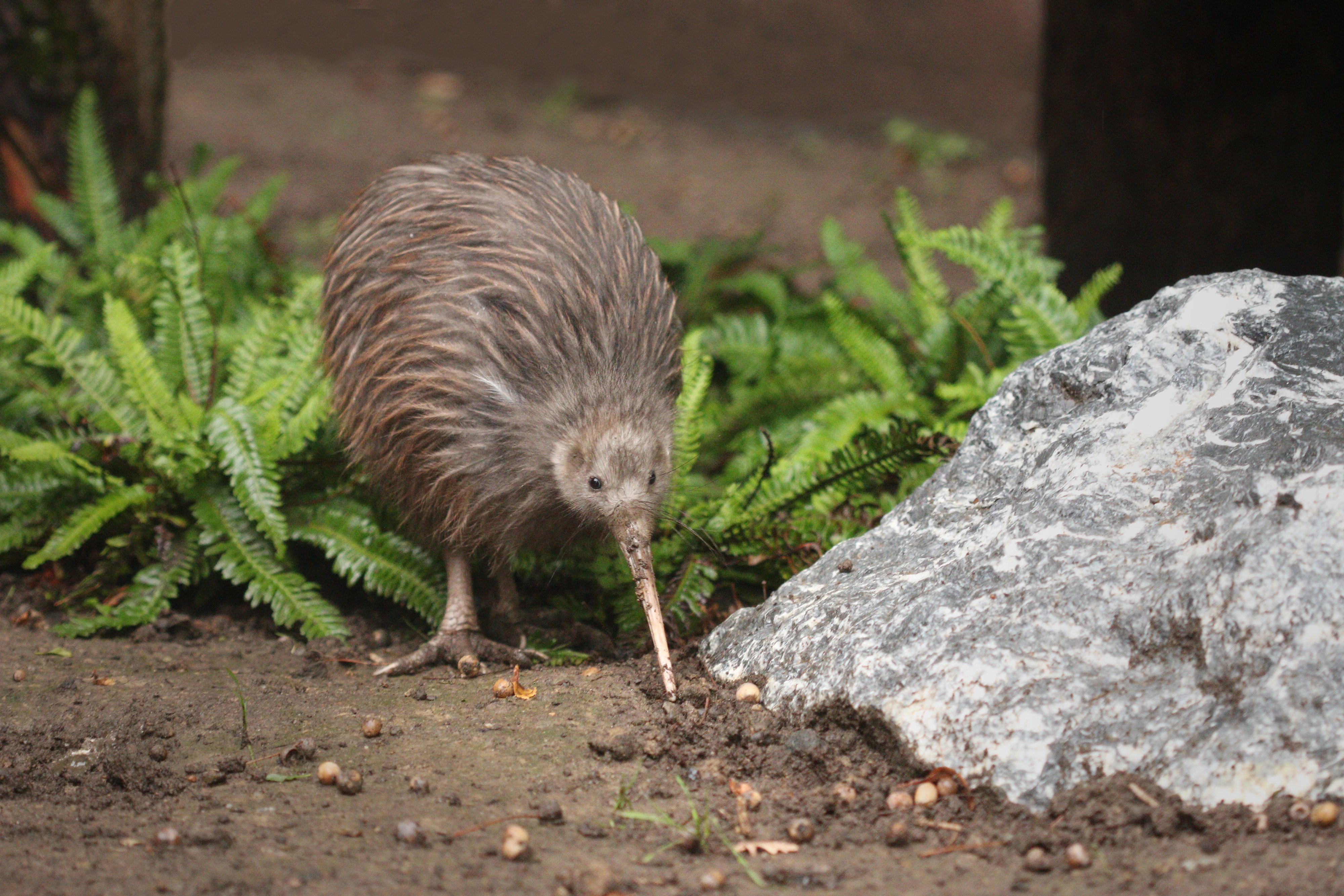 NZ_Kiwi_shutterstock_708015040