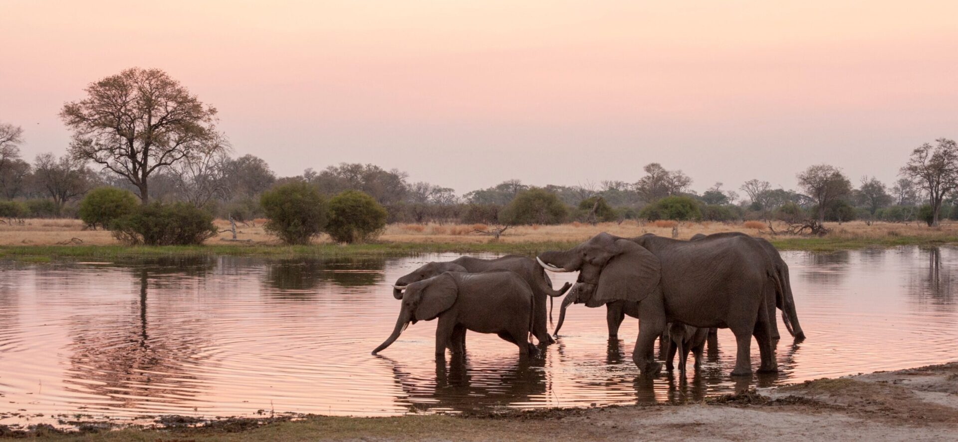 Botswana & Victoria Falls „Safari zwischen Wasser und Wildnis“ Termine 2026