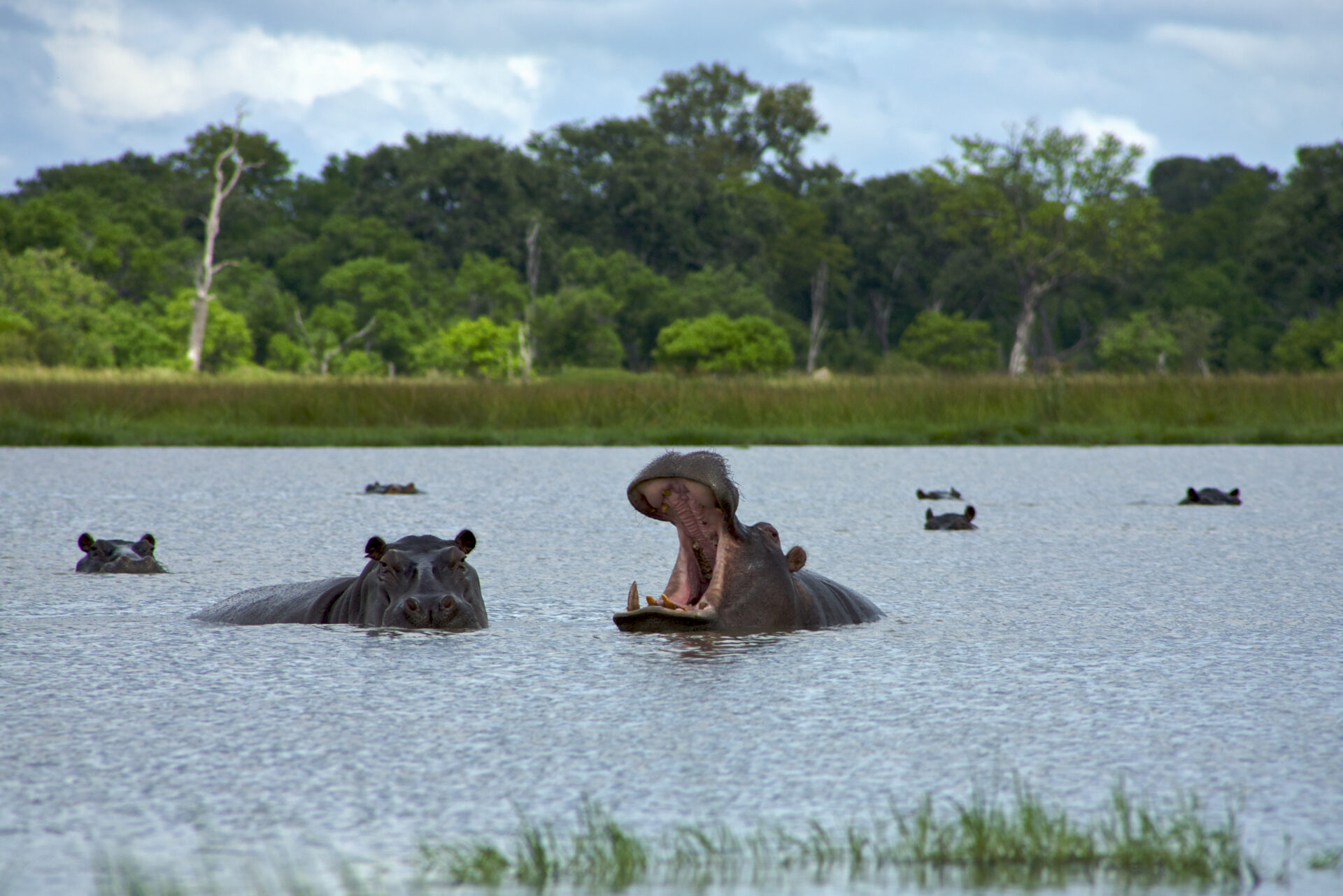 Okavango