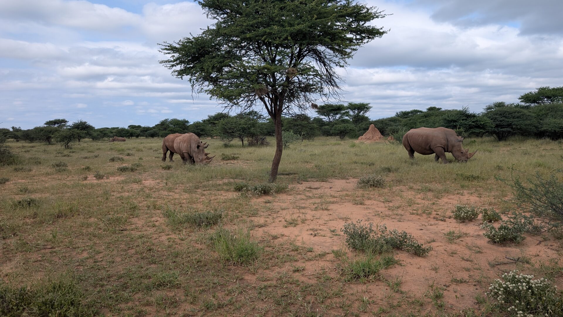 Rhino Trekking