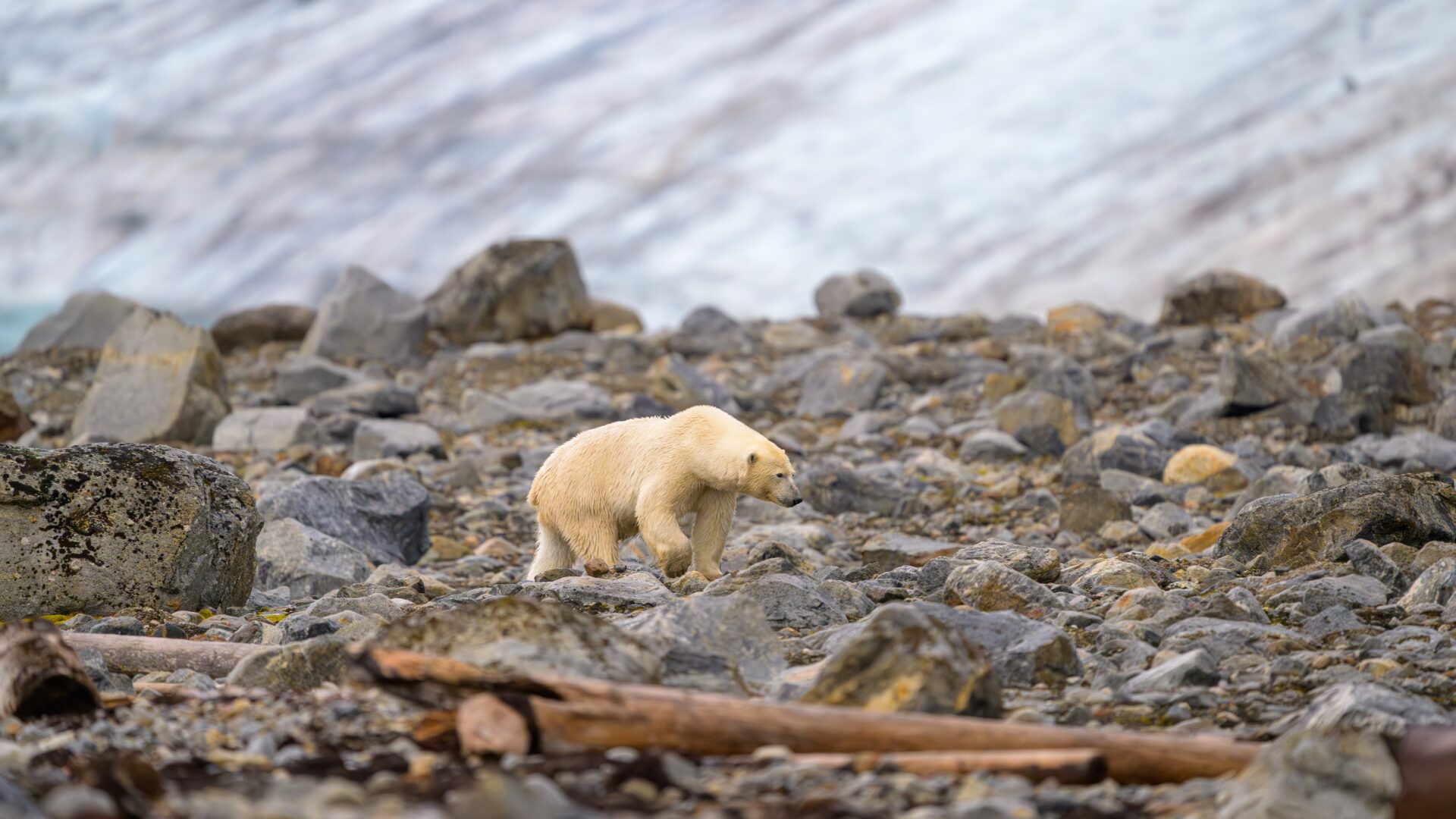 Polarbär