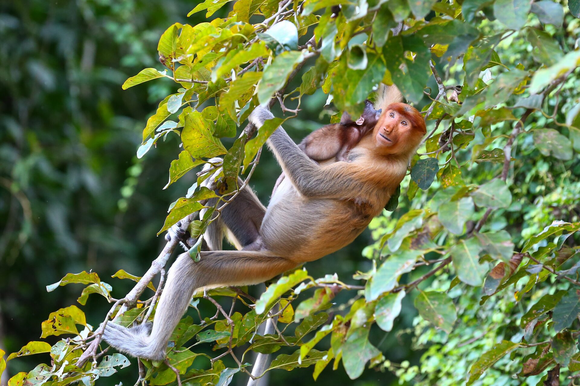 Proboscis-Affen am Kinabatangan River