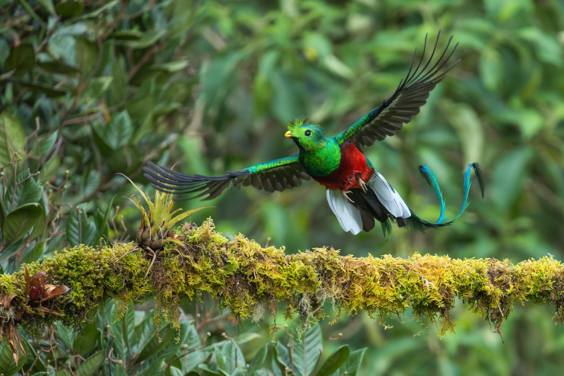 Quetzal