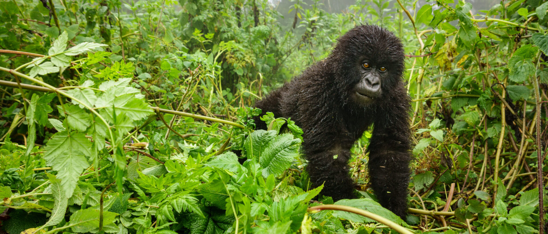 Uganda & Ruanda „Im Herzen Afrikas“ Termine 2026