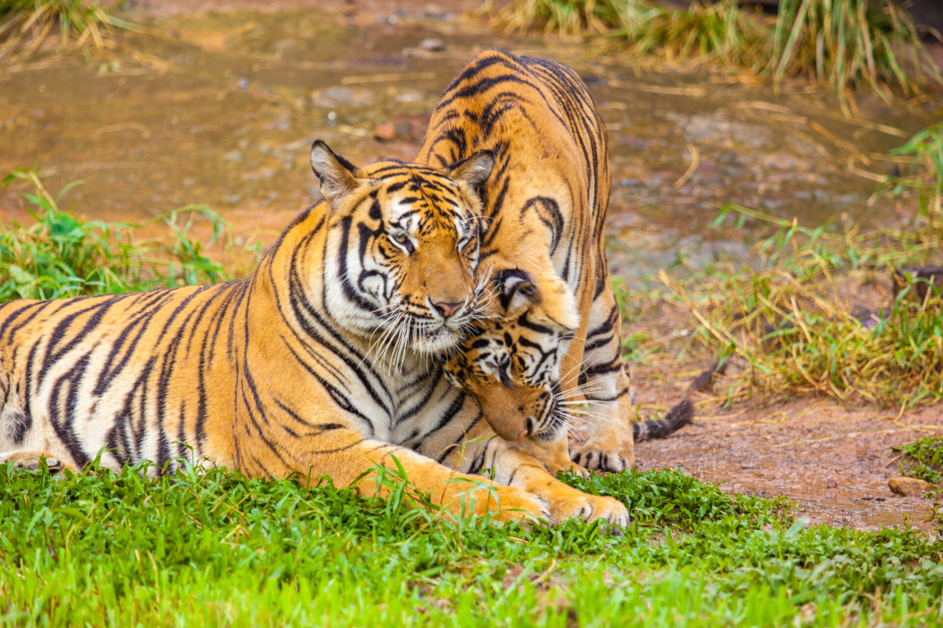 Ranthambore-Nationalpark