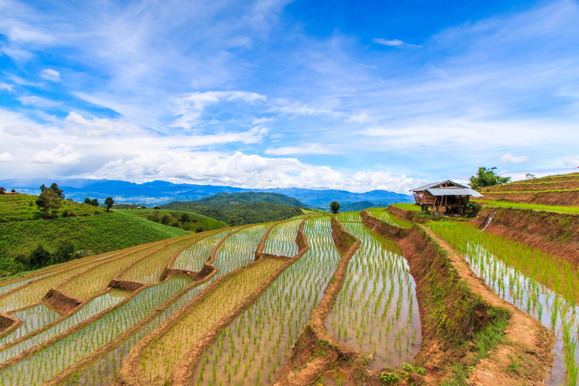 Reisfelder bei Chiang Mai