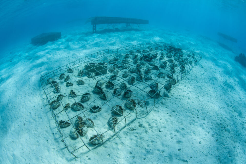 Unterwasseraufnahme der Riesenmuschelzucht vor Aitutaki, mit vielen, großen Muscheln in klarstem Wasser.