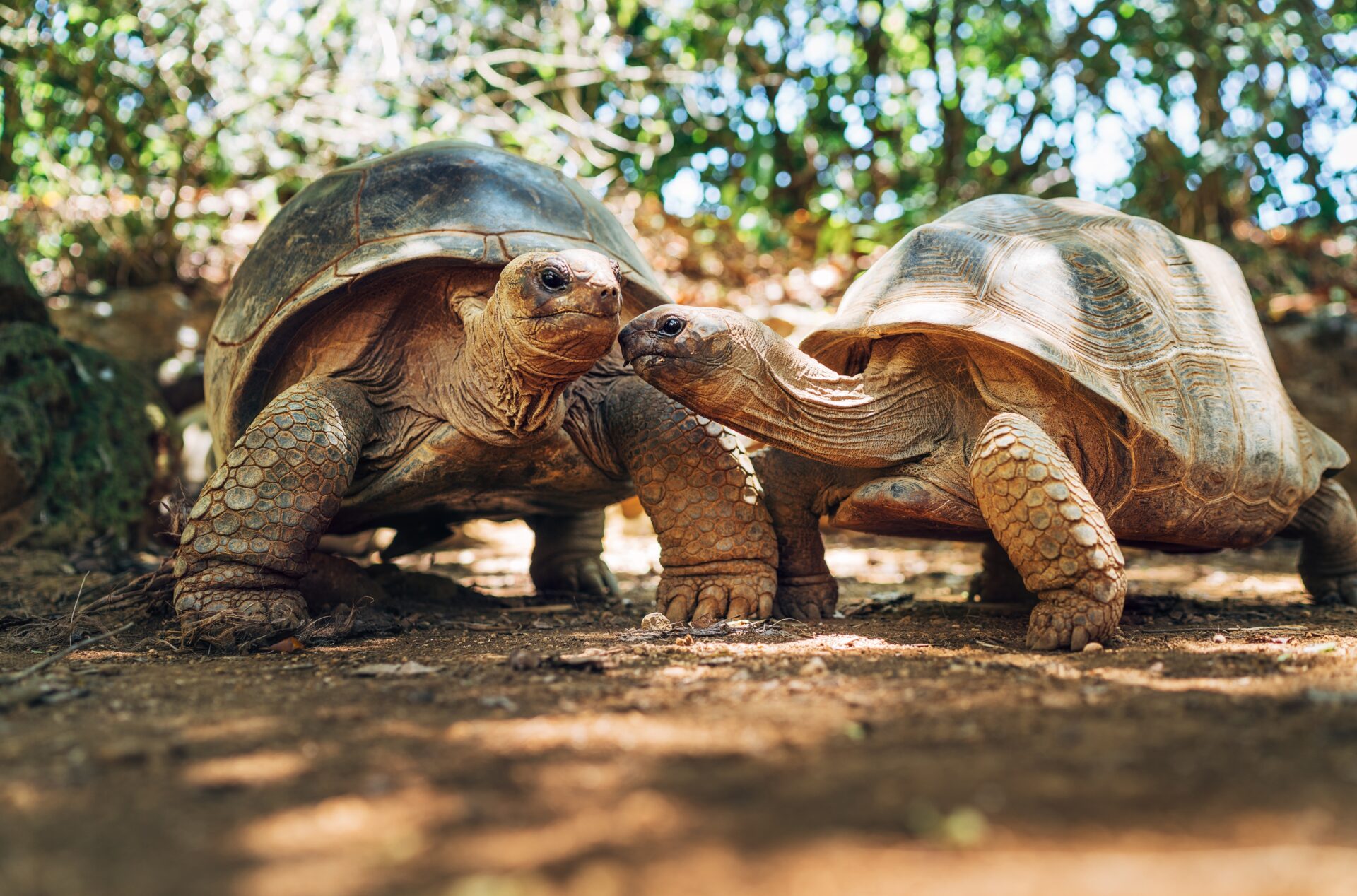 Riesenschildkröten auf Mauritius