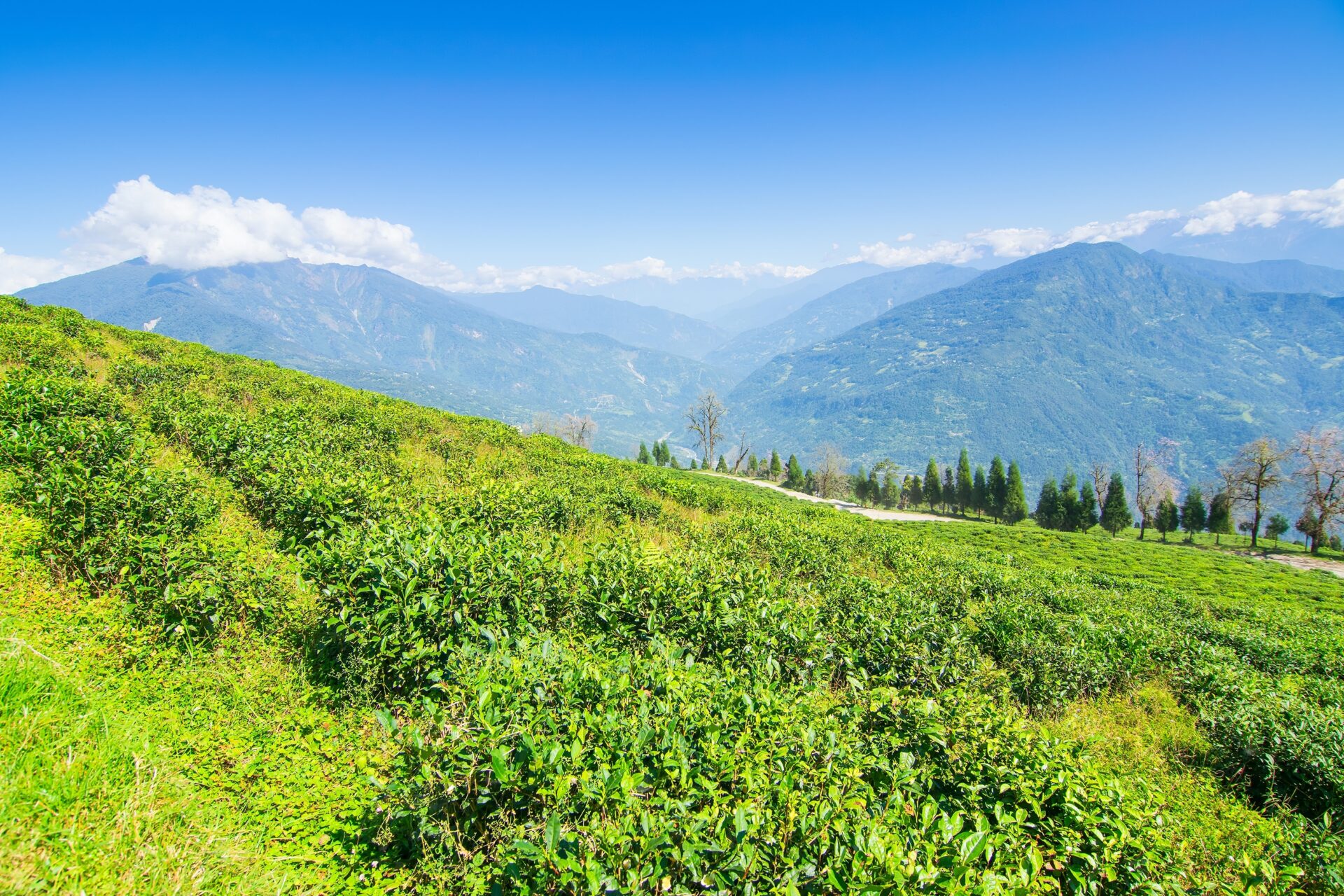 Teeplantage in Sikkim
