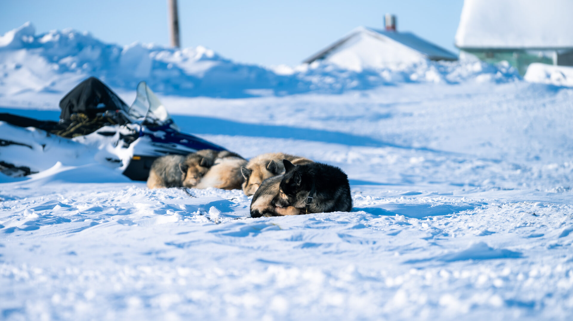 Schlittenhunde