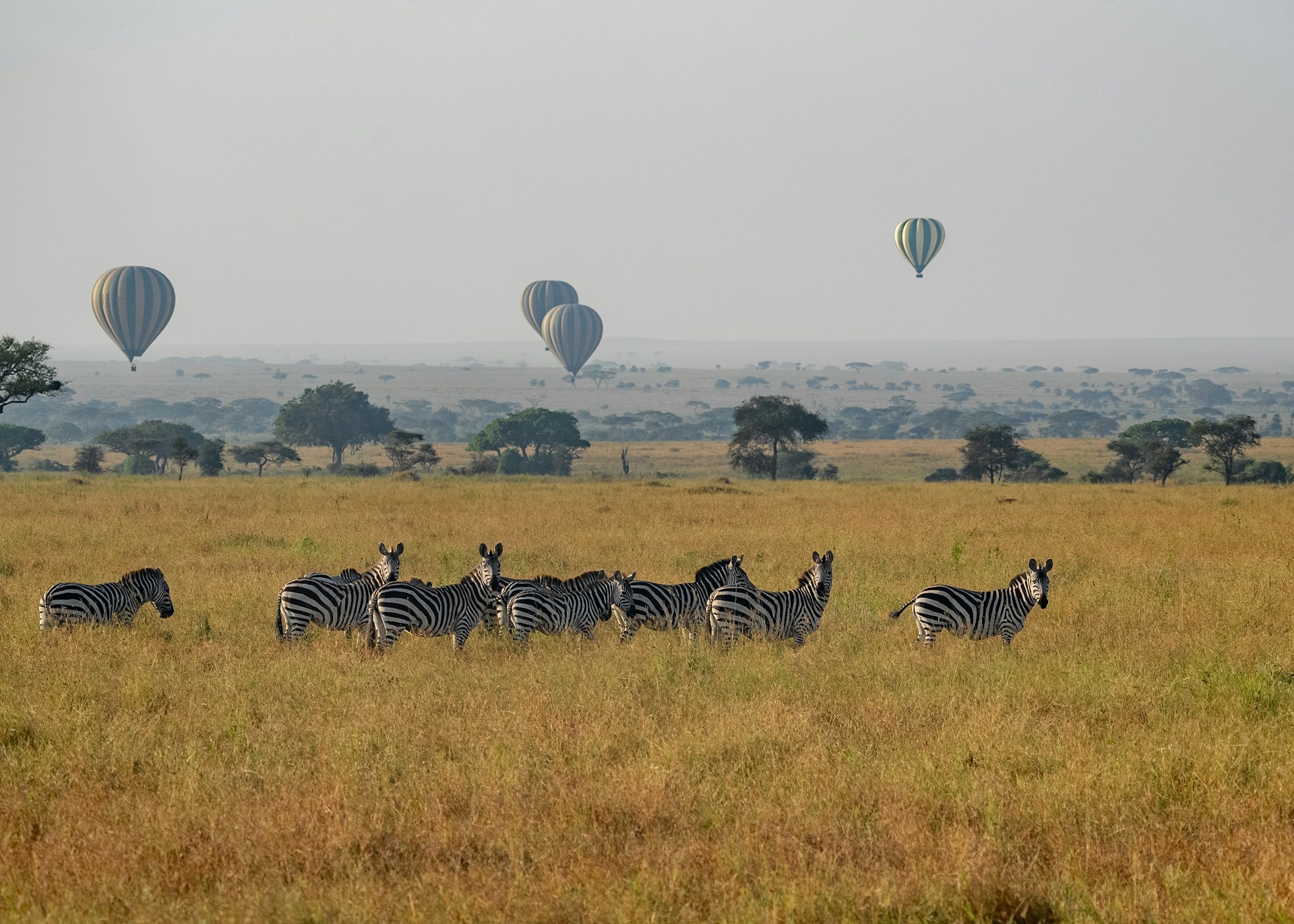 Serengeti