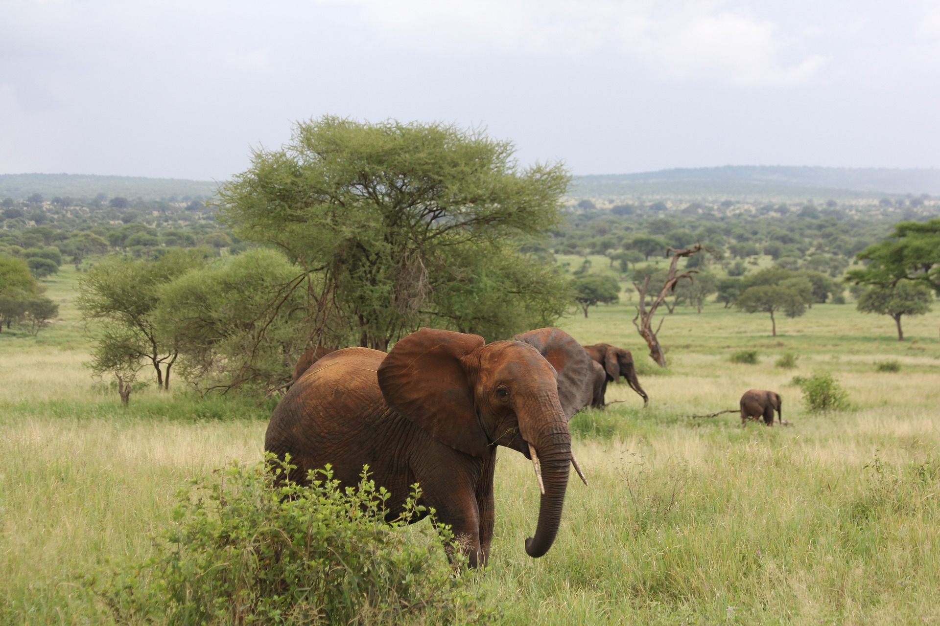 Tarangire Nationalpark
