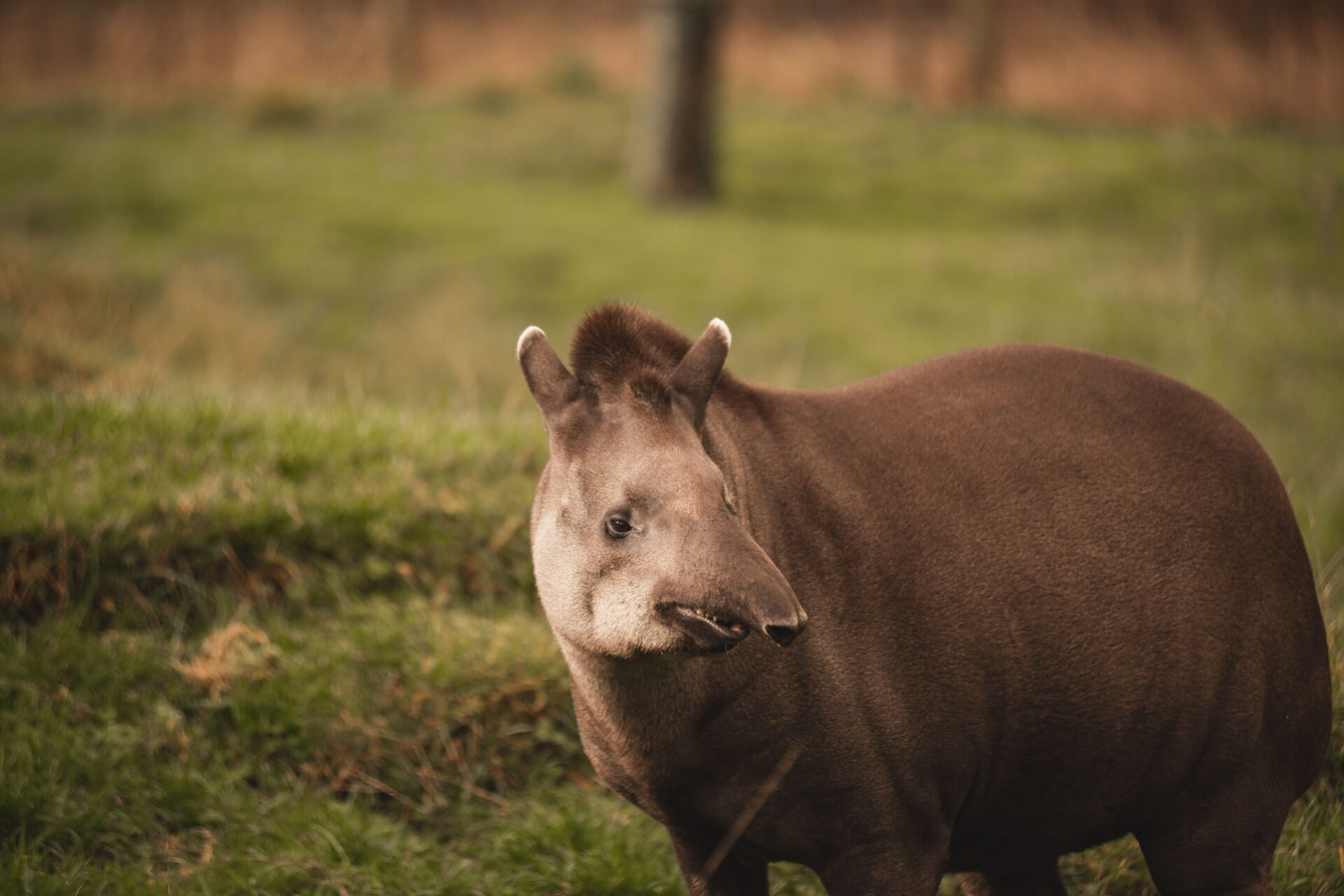 Tapir