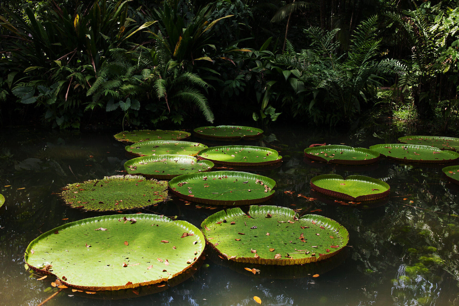 Seerose Vitoria Regia