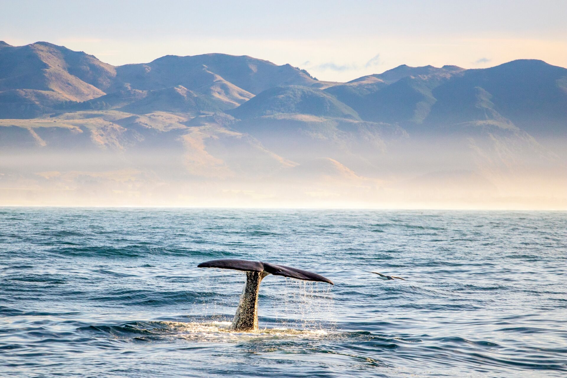 Wal bei Kaikoura
