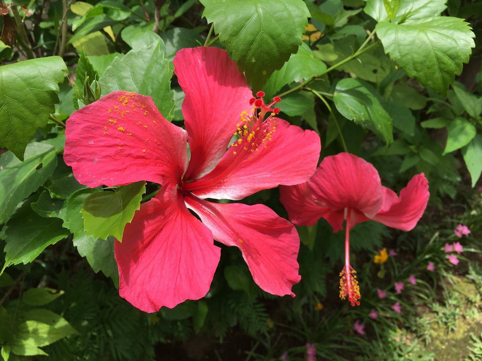 Hibiscus