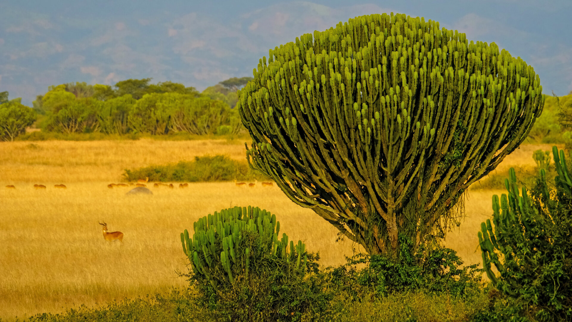 Uganda – Die Perle Afrikas