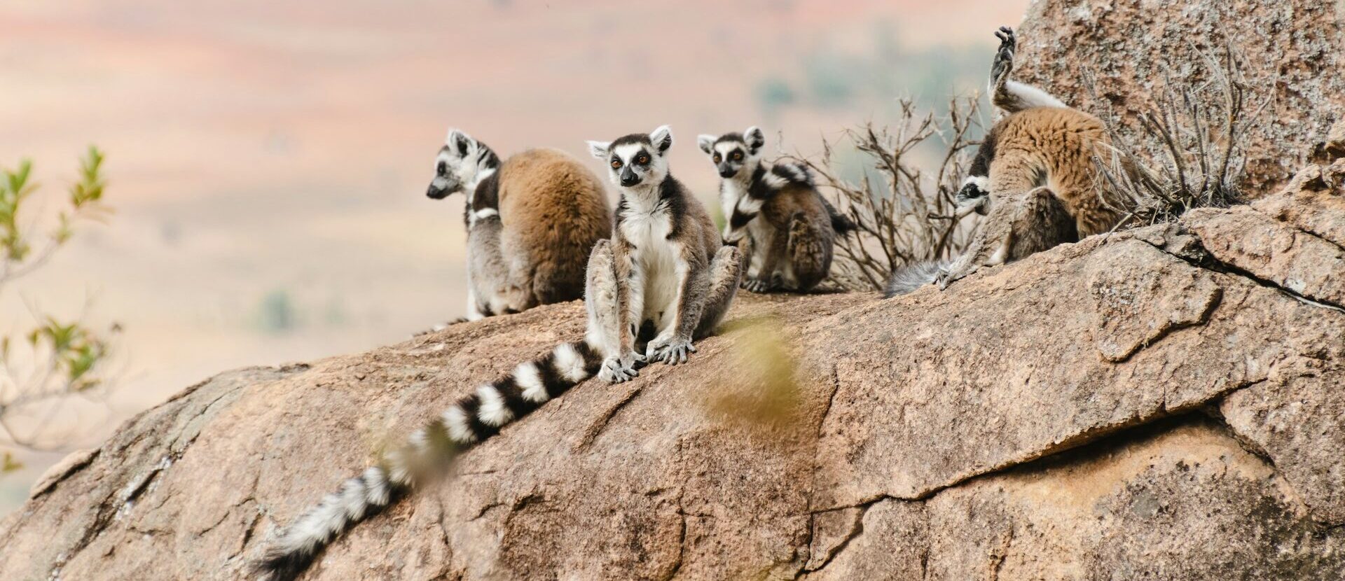 Madagaskar „Insel der Lemuren“ Termine 2026