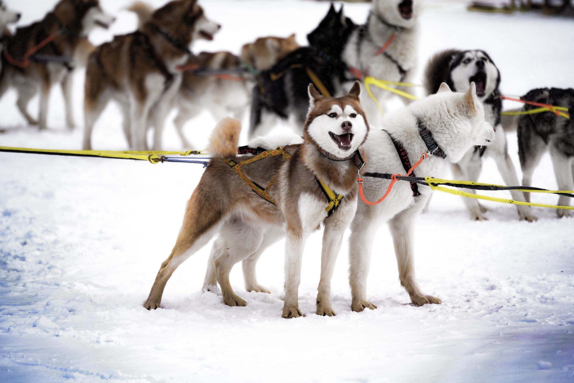 Huskys