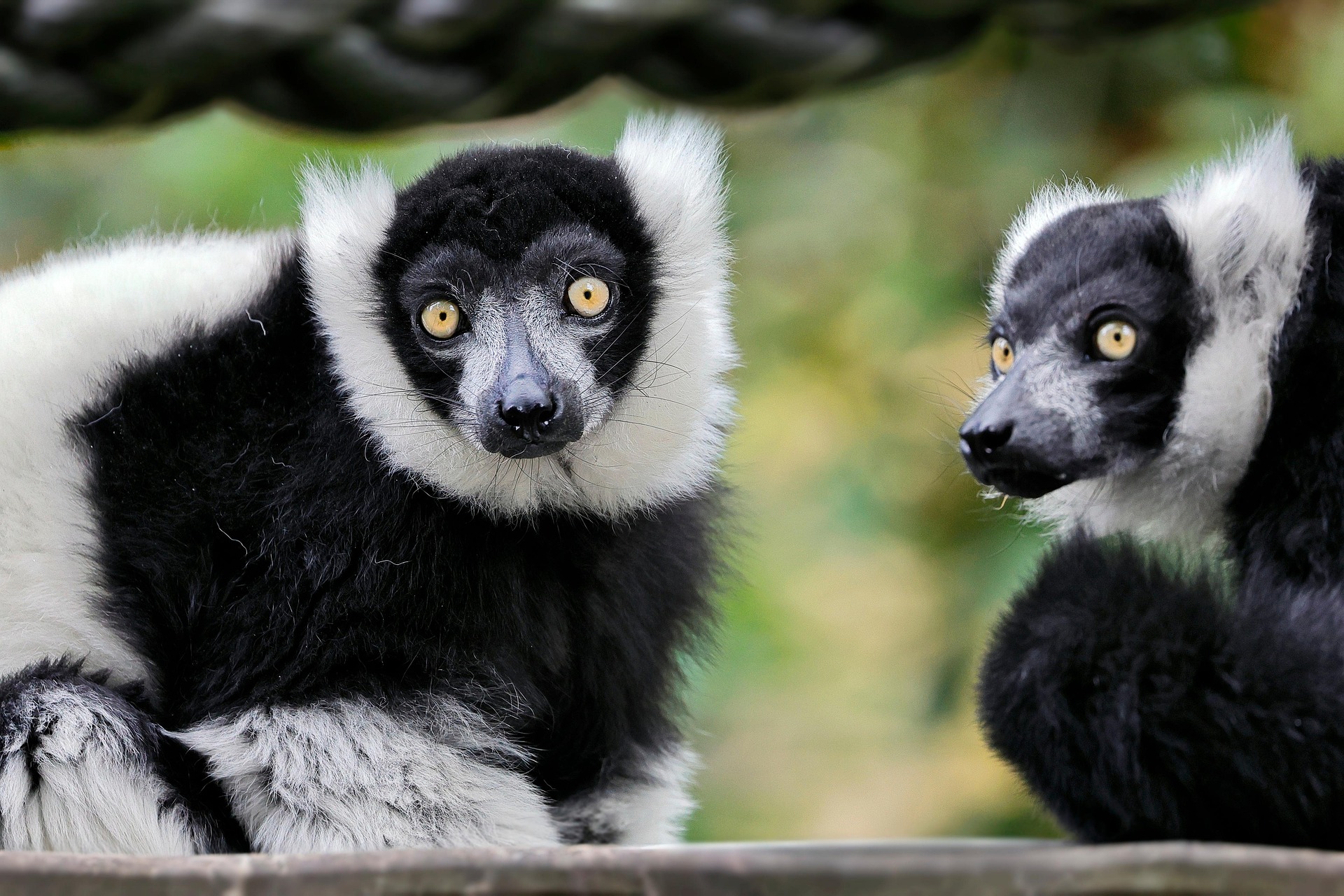 Indri