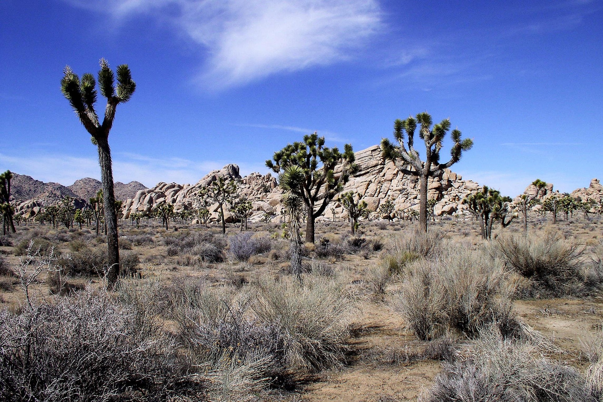 Joshua Tree Nationalpark