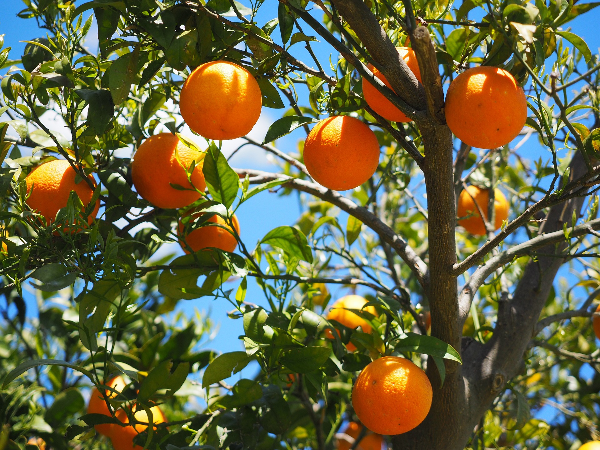 Orangen