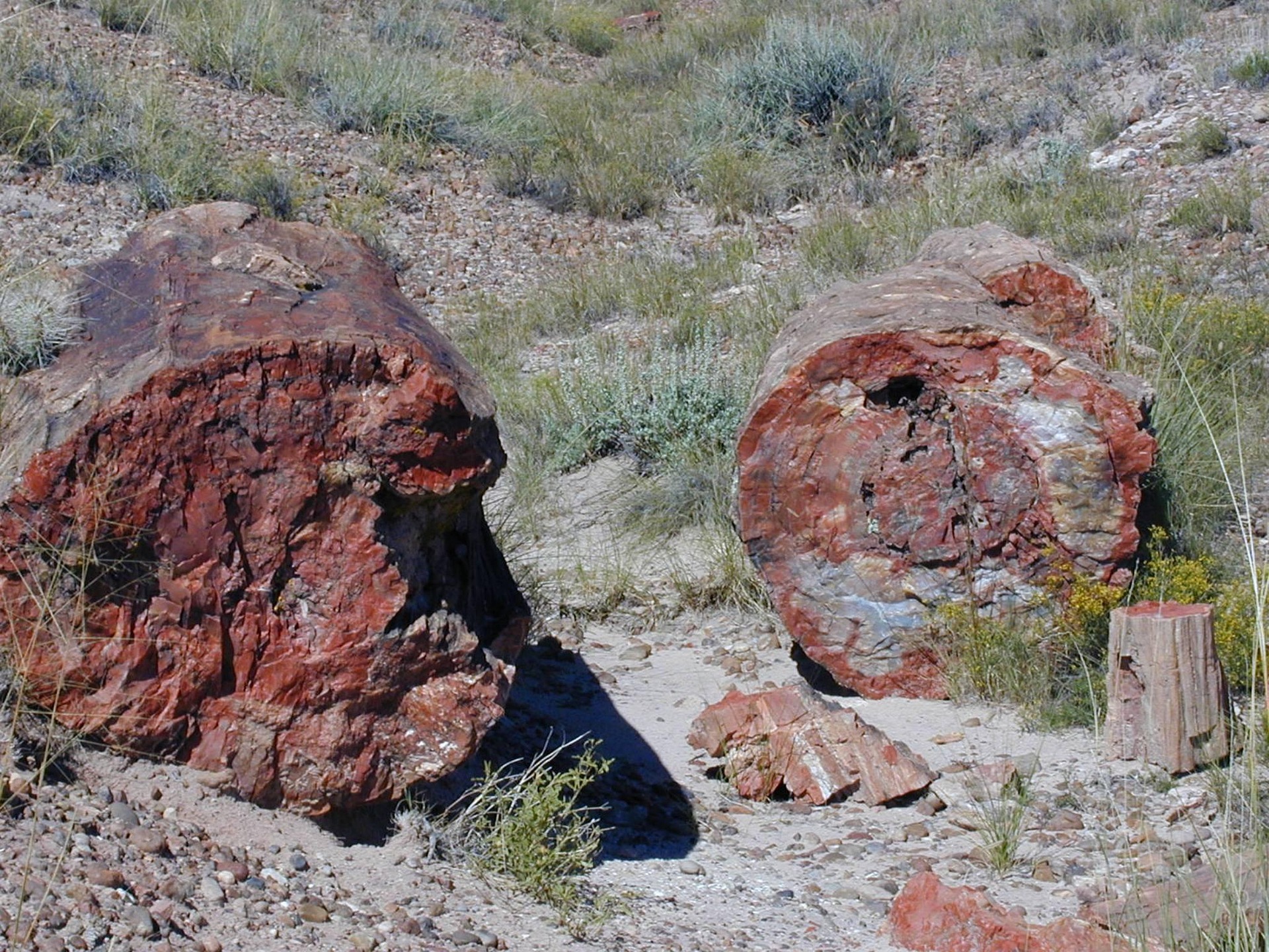 Petrified Forest National Park