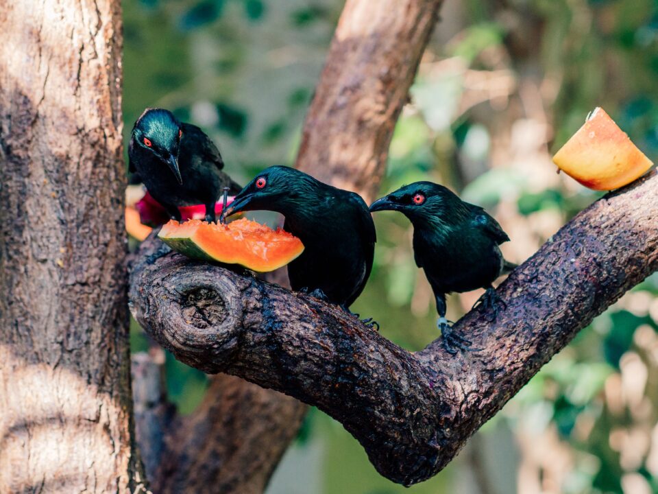 Drei Rarotonga-Star-Vögel sitzen auf einem Ast und genießen eine Melone, umgeben von tropischem Grün.